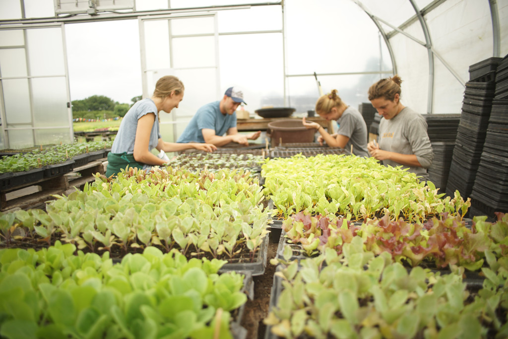 Plants and people in greenhouse