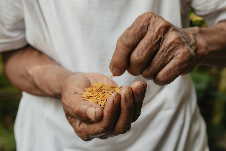 farmer hands with yellow seeds